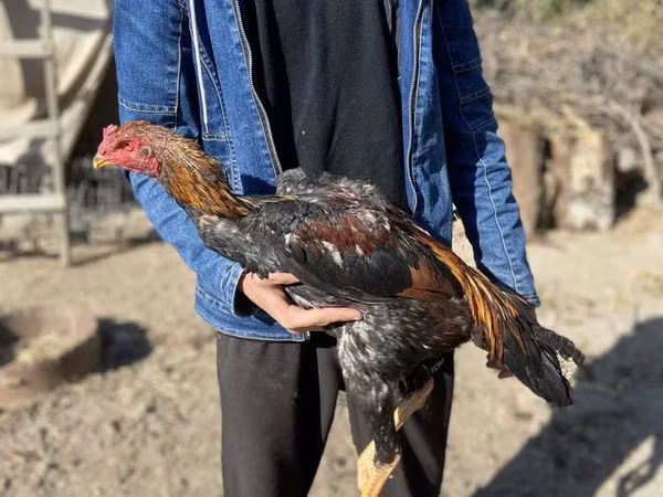 Chickens
