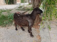 母山羊, Goats — 照片 6