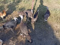 Turkeys — снимка 2