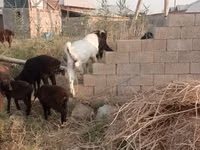 बकरी, Beetal goats — फ़ोटो 6
