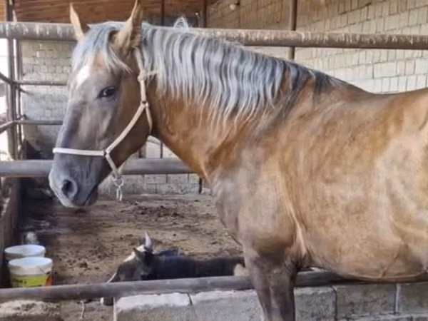 Ձի, Kazakh horse — Ղազախստան