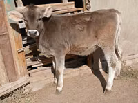 Гов, Swiss cattle — акс 3