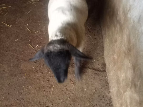 Ram, White Suffolk sheep