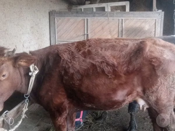 ላም, Cattle — ኡዝቤኪስታን