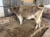 Cow, Alatau breed — photo 2