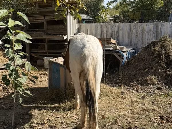 اسب نر, اسب