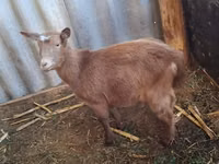 Cabra, Cabras — foto 2