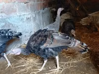 Turkeys — photo 3