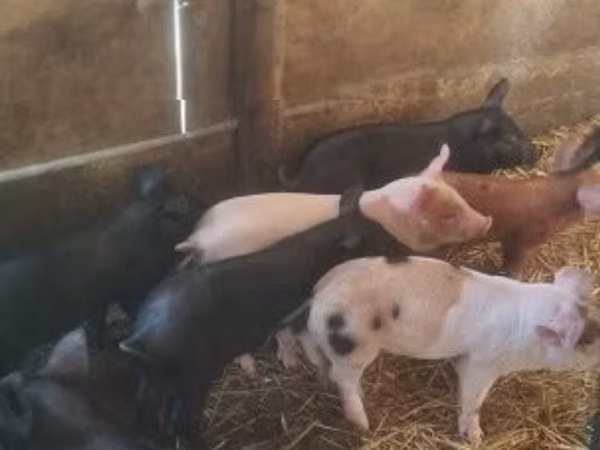 Pigs (batch, sex not specified), 