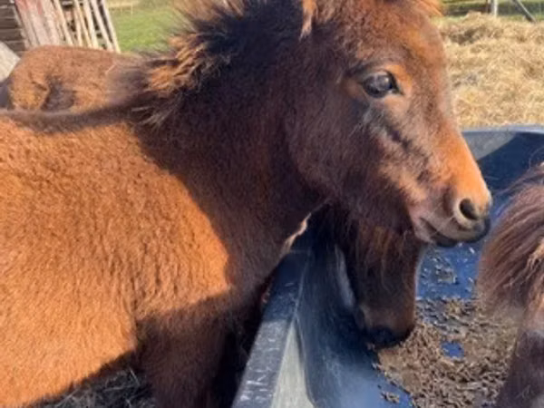 Mare, Miniature horse — United States