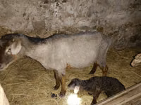 Goat, Goats — photo 1