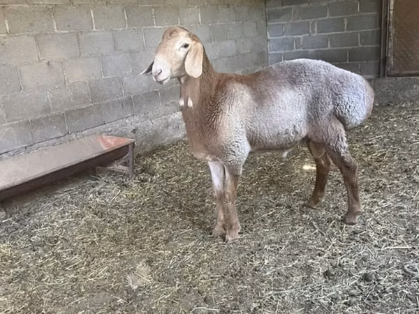 Ram, Arashan sheep — Kyrgyzstan