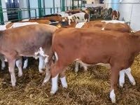 گاو نر, Simmental cattle — عکس 1