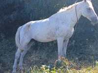 Horse (M), Horses — photo 4
