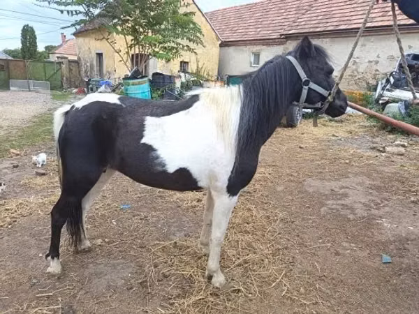 Mare, Horses — Hungary