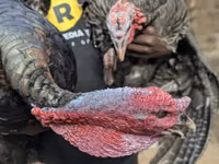 Turkeys — Foto 1