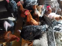 Chickens — عکس 1