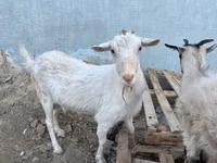 بز ماده, Saanen goat — عکس 4