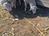 Vædder, Assaf sheep — foto 3