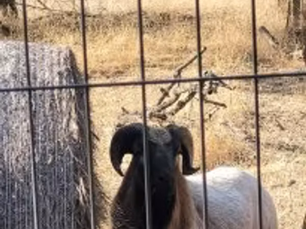 Ram, Cameroon sheep — Hungary