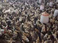 Chickens — photo 5