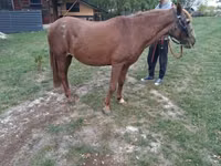 Kuda betina, Horses — foto 3