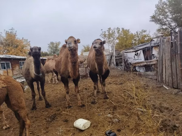 Cammelli (lotto, sesso non specificato), Nar-Maya camel