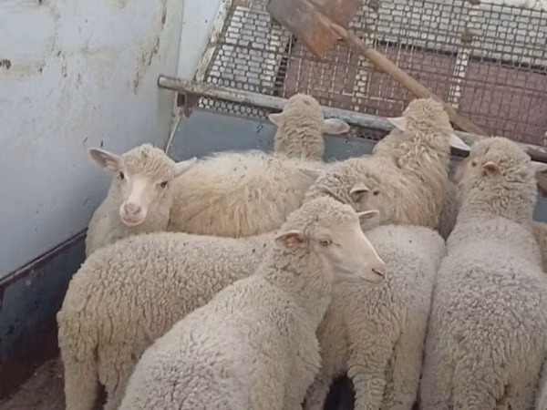 Pecora, Merino sheep
