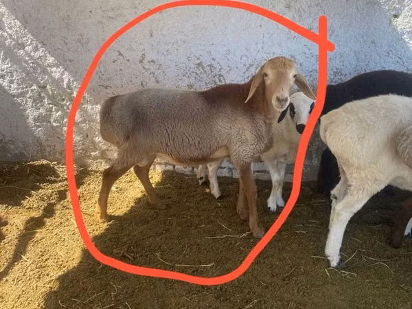 Ram, Sheep
