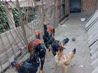Chickens — photo 2
