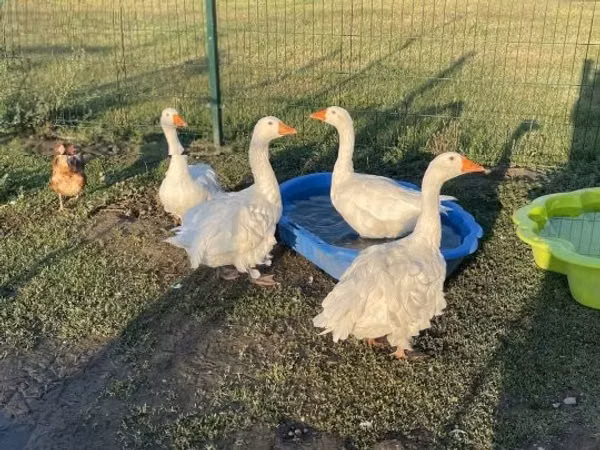 Geese — Маҷористон