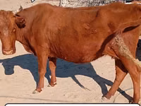 Үнээ, Latvian Blue cattle — 1 зураг