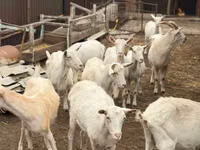 Goat, Saanen goat — photo 2