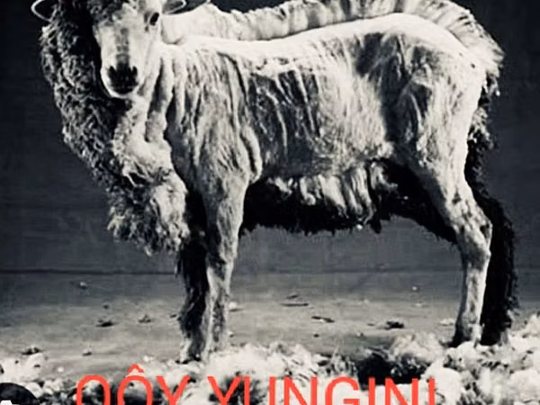 Sheep (batch, sex not specified), Sheep — Uzbekistan