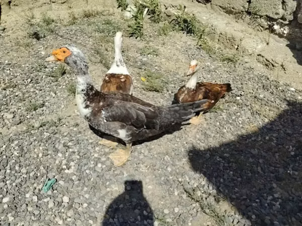 Ducks — Asarbajan