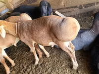 Vædder, Edilbay sheep — foto 3