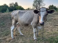 母牛, Cattle — 照片 3