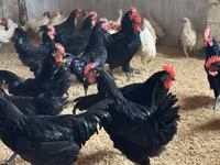 Australorp — zdjęcie 5