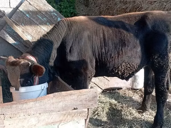 公牛, Swiss cattle — 吉尔吉斯斯坦