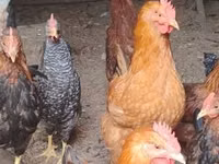 Chickens — รูปภาพ 3