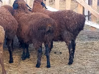 Ram, Sheep — photo 1