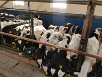ԽՍԿ (խումբ, սեռը նշված չէ), Simmental cattle — լուսանկար 2