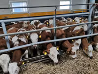Cattle (batch, sex not specified), Belgian Blue — photo 1