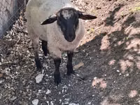 Խոյ, White Suffolk sheep — լուսանկար 3