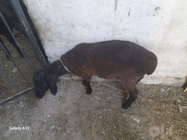 በጎች (ቡድን፣ ጾታ አልተጠቀሰም), Sheep