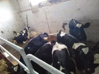 Banteng, Holstein breed — foto 7