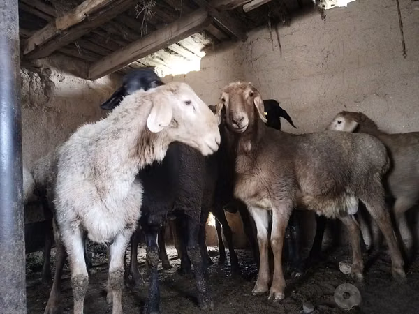 Sheep (batch, sex not specified), Sheep — Uzbekistan