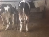 ላም, Russian Black pied cattle — ፎቶ 3