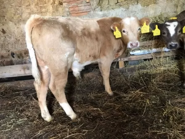 公牛, Simmental cattle — 匈牙利