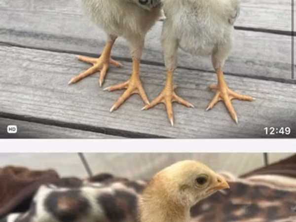 Chickens — Aserbajdsjan